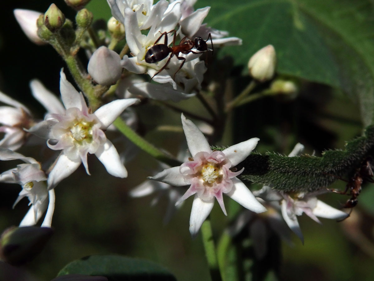 Cynanchum acutum L.