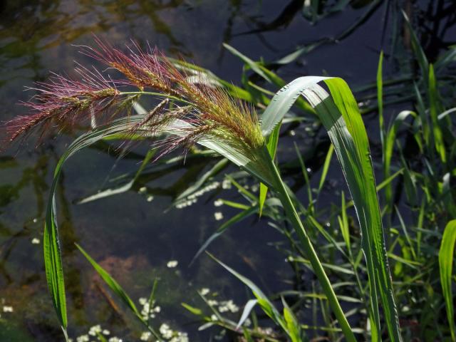 Ježatka (Echinochloa crus-pavonis (Kunth) J. A. Schultes)