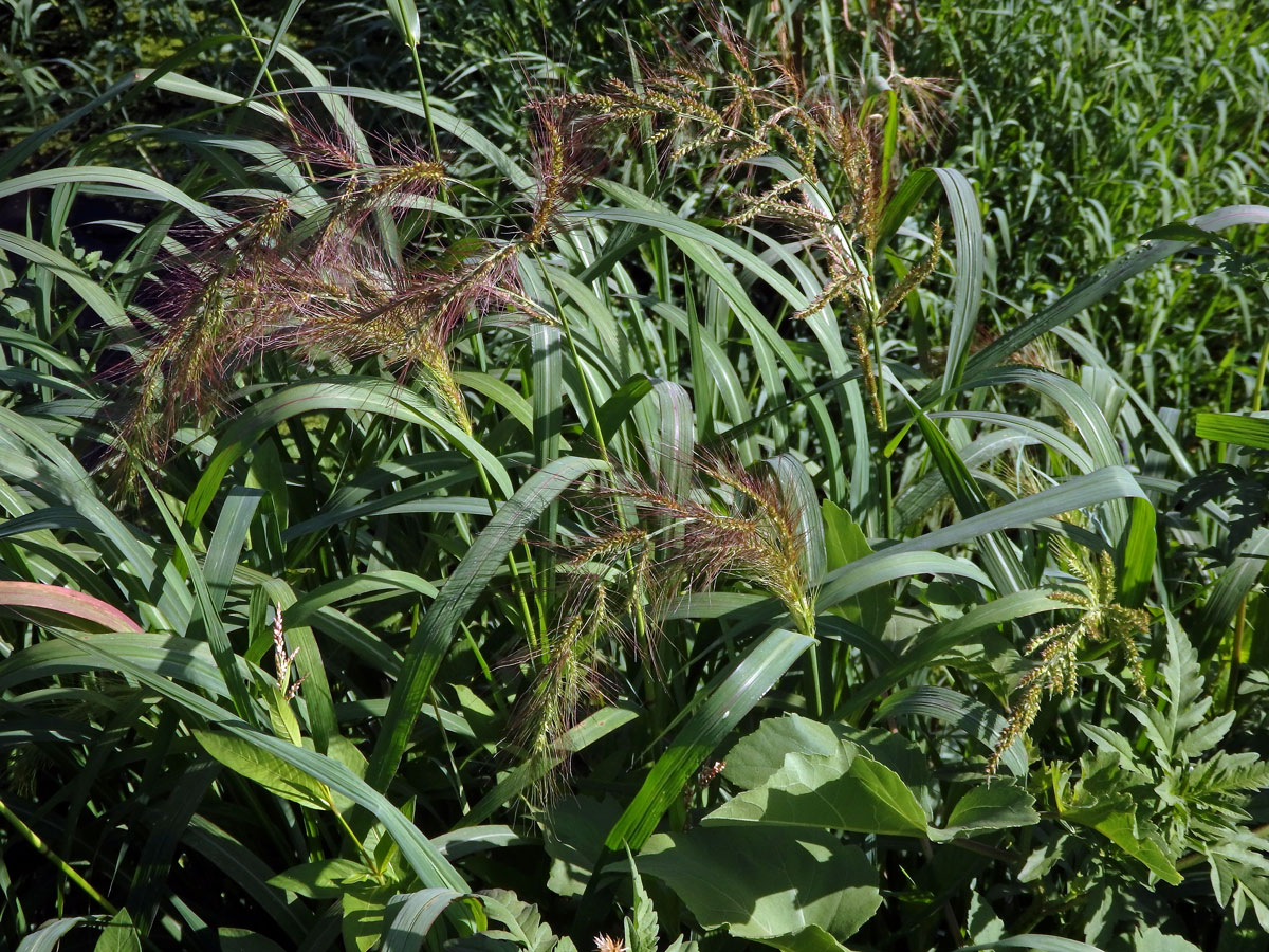 Ježatka (Echinochloa crus-pavonis (Kunth) J. A. Schultes)