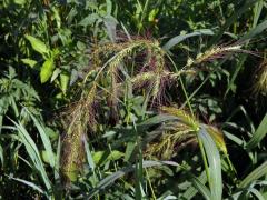 Ježatka (Echinochloa crus-pavonis (Kunth) J. A. Schultes)