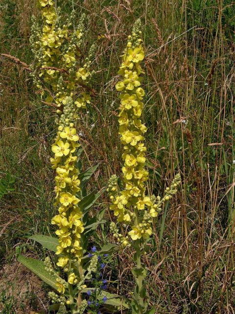 Divizna sápovitá (Verbascum phlomoides L.)