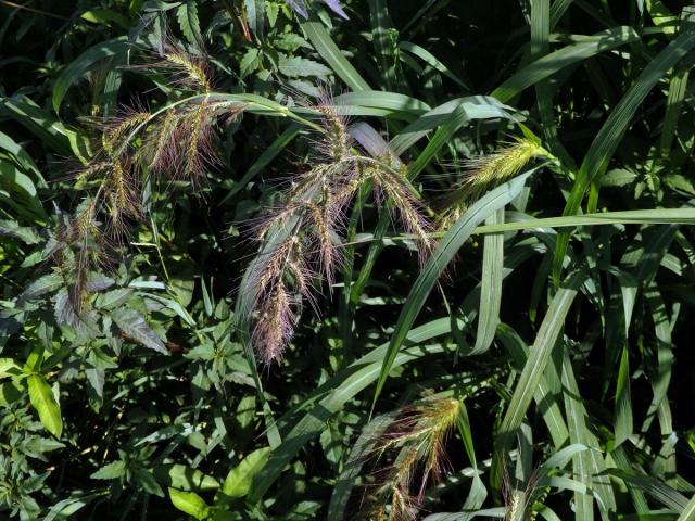 Ježatka (Echinochloa crus-pavonis (Kunth) J. A. Schultes)