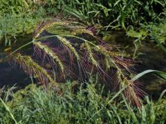 Ježatka (Echinochloa crus-pavonis (Kunth) J. A. Schultes)