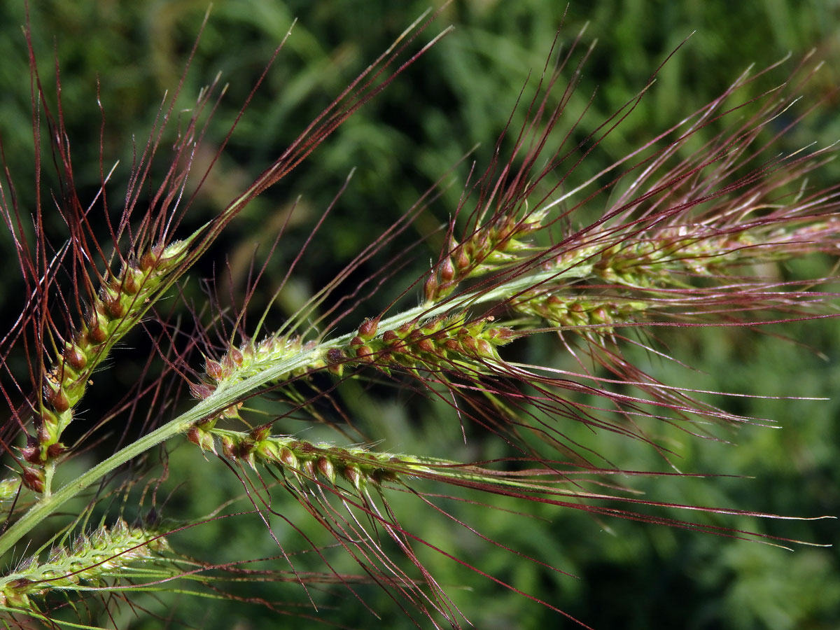 Ježatka (Echinochloa crus-pavonis (Kunth) J. A. Schultes)