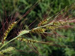 Ježatka (Echinochloa crus-pavonis (Kunth) J. A. Schultes)