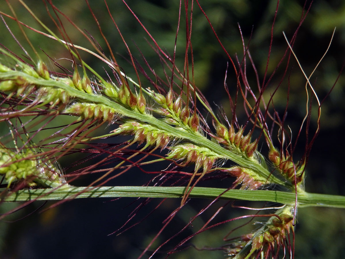 Ježatka (Echinochloa crus-pavonis (Kunth) J. A. Schultes)