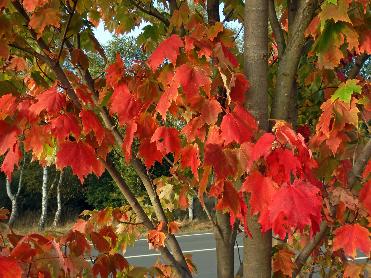 Javor červený (Acer rubrum L.)