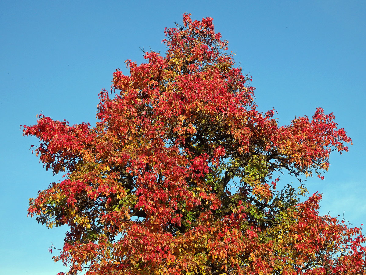 Hrušeň obecná (Pyrus communis L.)