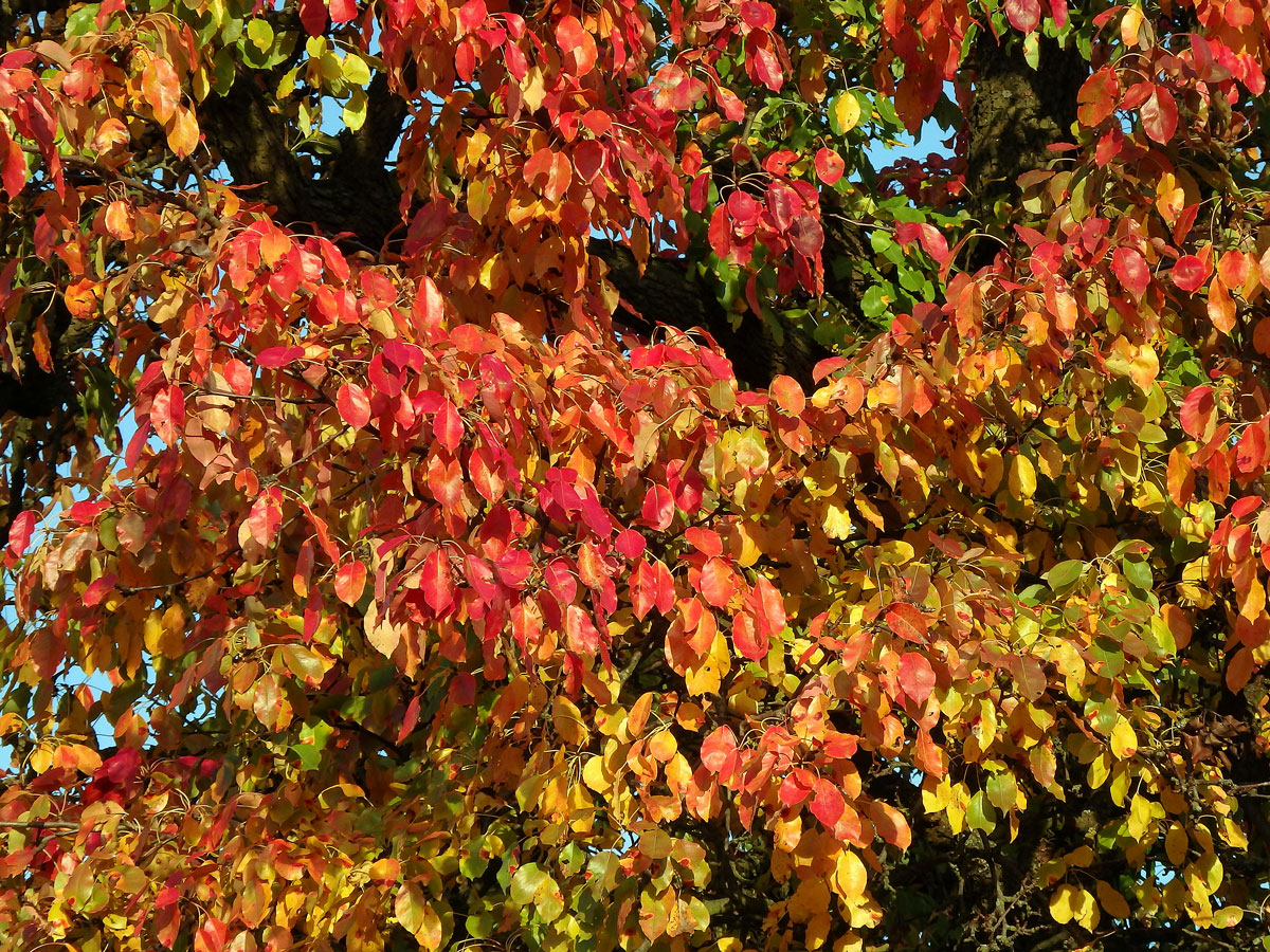 Hrušeň obecná (Pyrus communis L.)