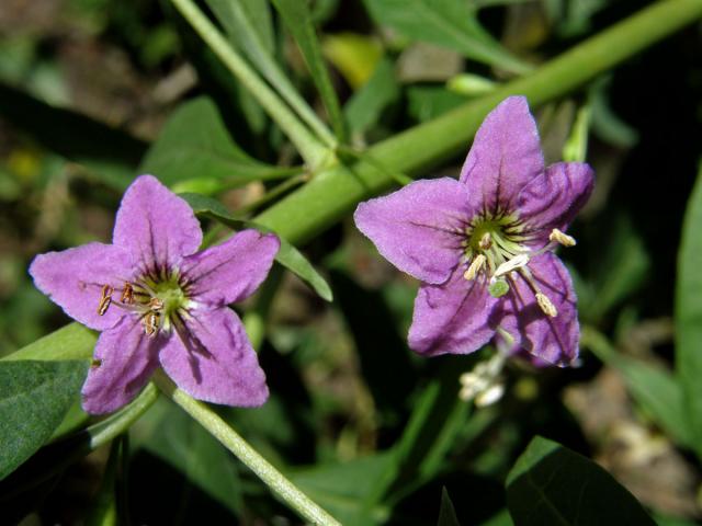 Kustovnice cizí (Lycium barbarum L.)