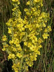 Divizna sápovitá (Verbascum phlomoides L.)