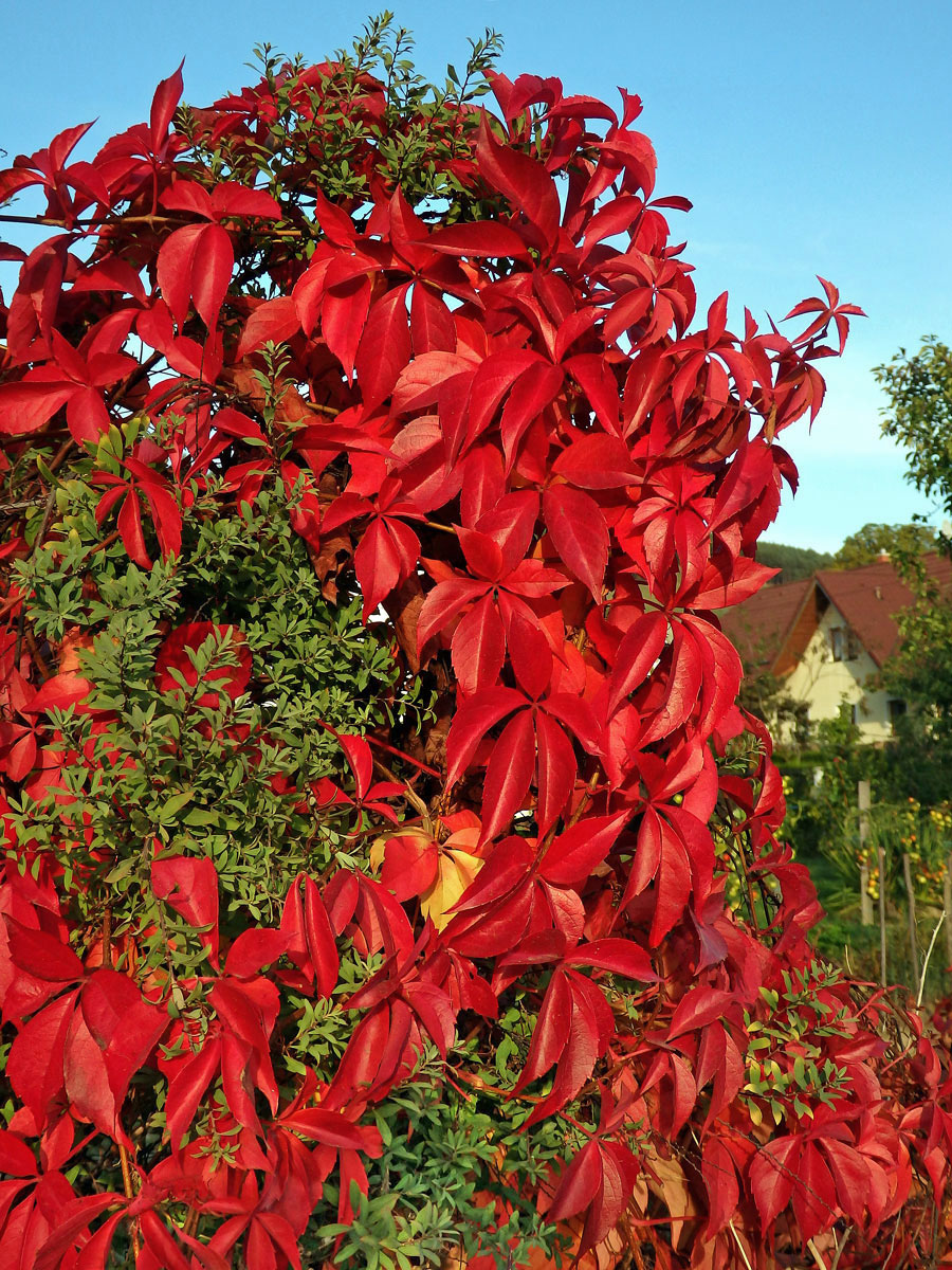 Loubinec popínavý (Parthenocissus inserta (Kerner) Fritsch)