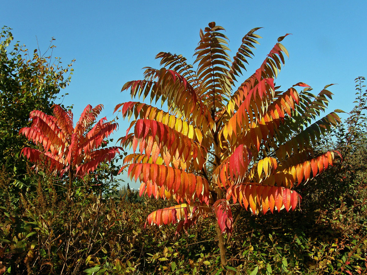 Škumpa orobincová (Rhus hirta  (L.) Sudw.)