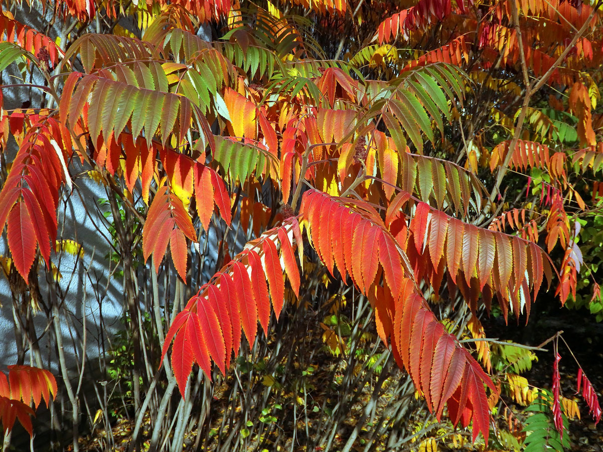 Škumpa orobincová (Rhus hirta  (L.) Sudw.)