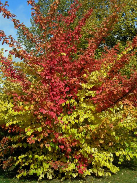 Vilín japonský (Hamamelis japonica Sieb. et Zucc.)