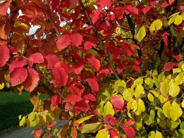 Vilín japonský (Hamamelis japonica Sieb. et Zucc.)