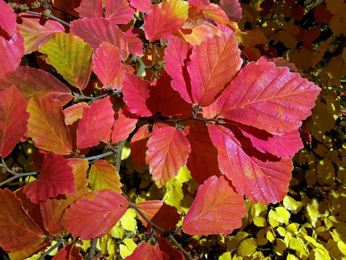 Vilín japonský (Hamamelis japonica Sieb. et Zucc.)