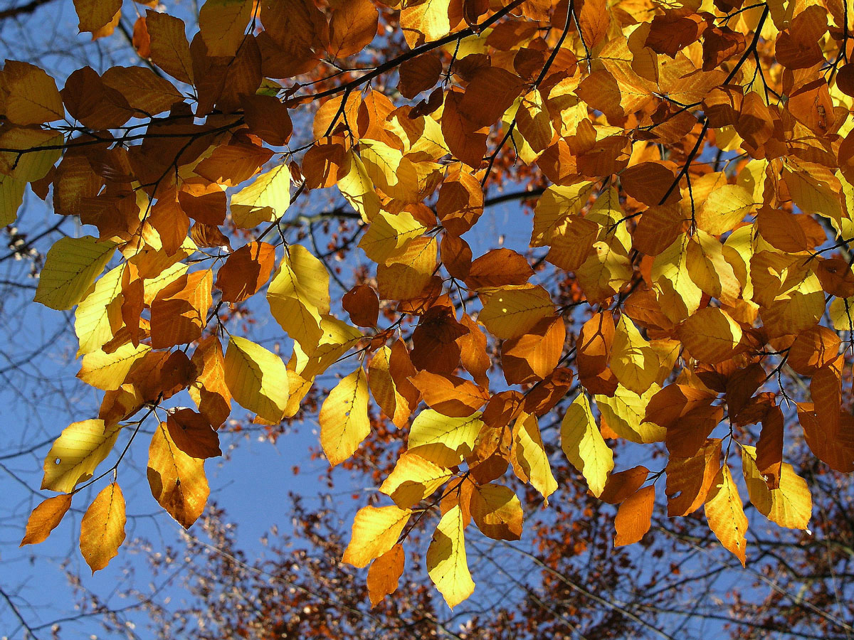 Buk lesní (Fagus sylvatica L.)