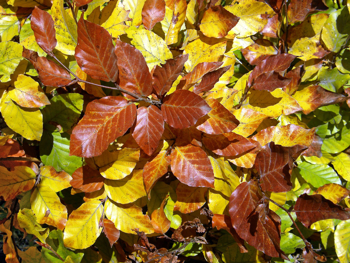 Buk lesní (Fagus sylvatica L.)