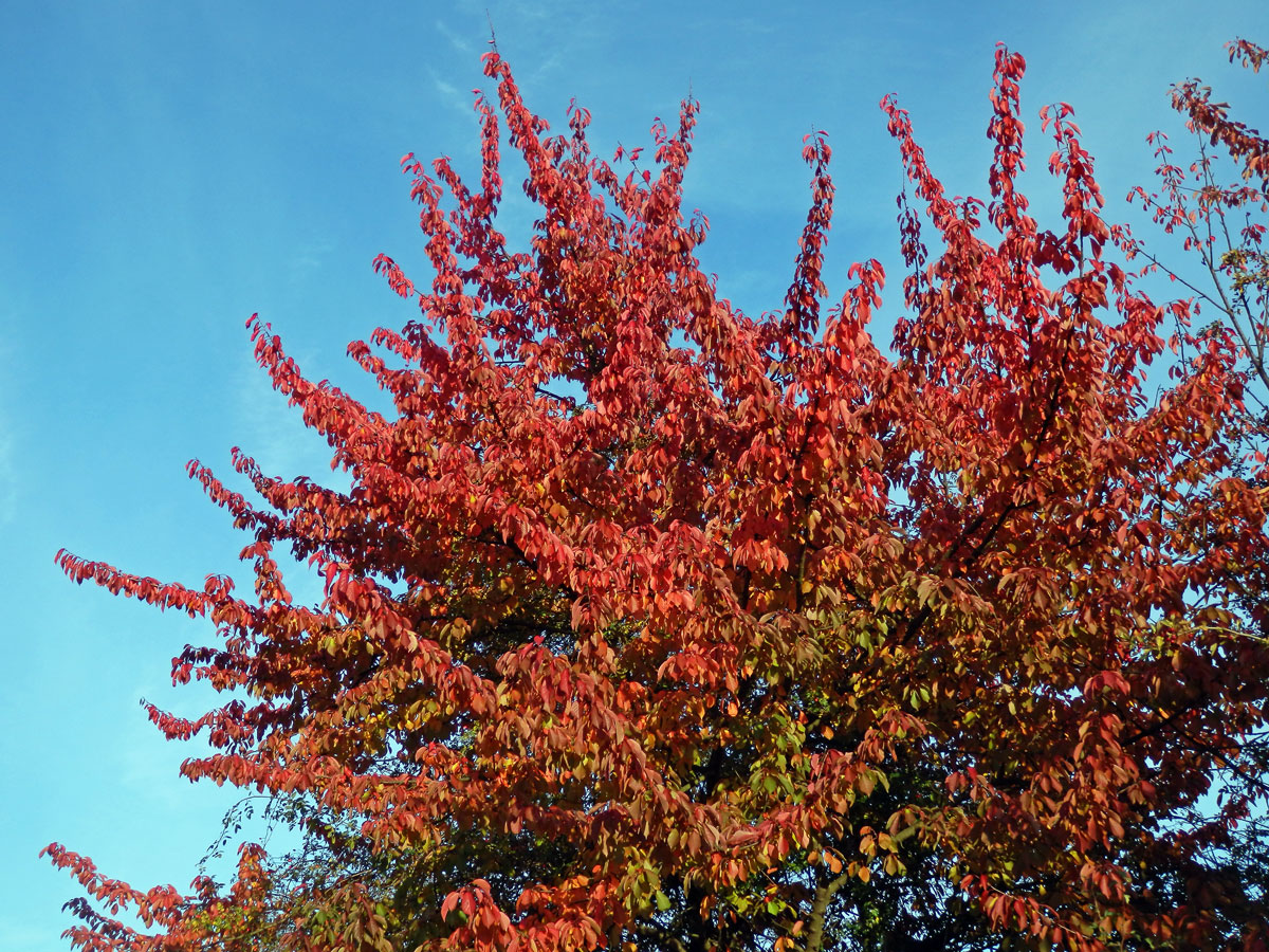 Třešeň ptačí (Prunus avium (L.) L.)