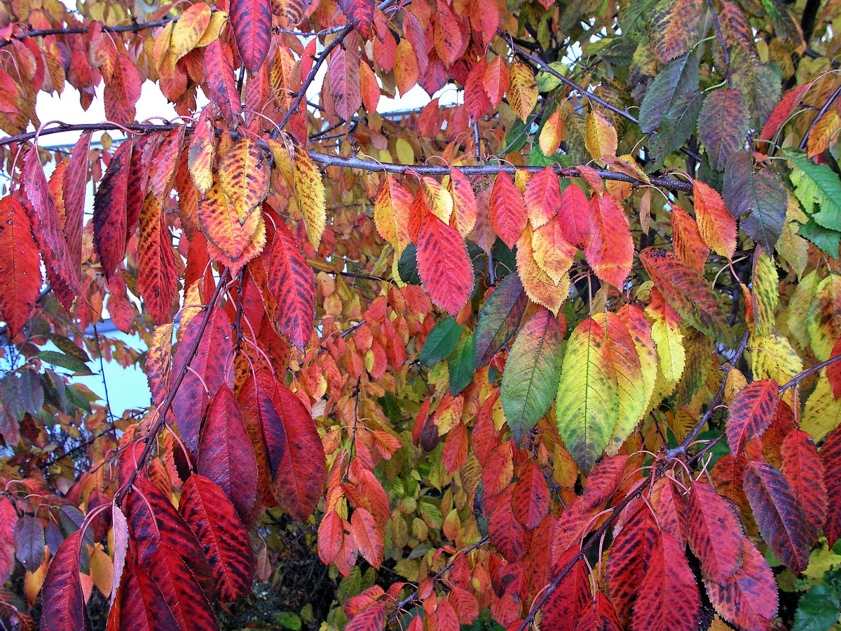 Třešeň ptačí (Prunus avium (L.) L.)