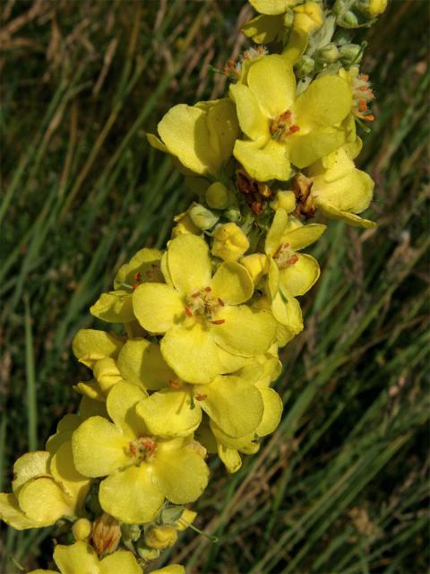 Divizna sápovitá (Verbascum phlomoides L.)