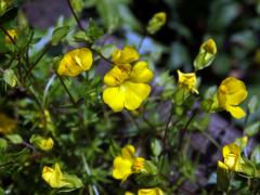 Mecardonia procumbens (Mill.) Small