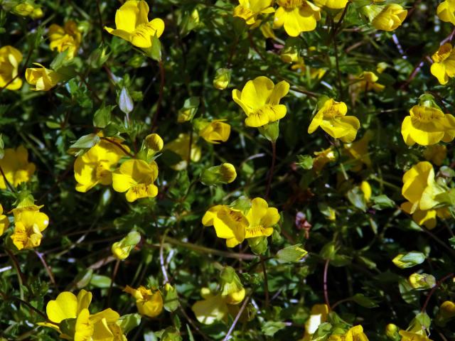 Mecardonia procumbens (Mill.) Small