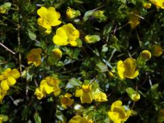 Mecardonia procumbens (Mill.) Small