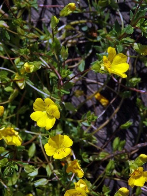 Mecardonia procumbens (Mill.) Small