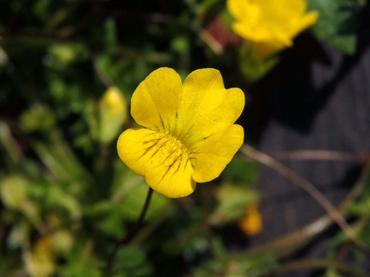 Mecardonia procumbens (Mill.) Small