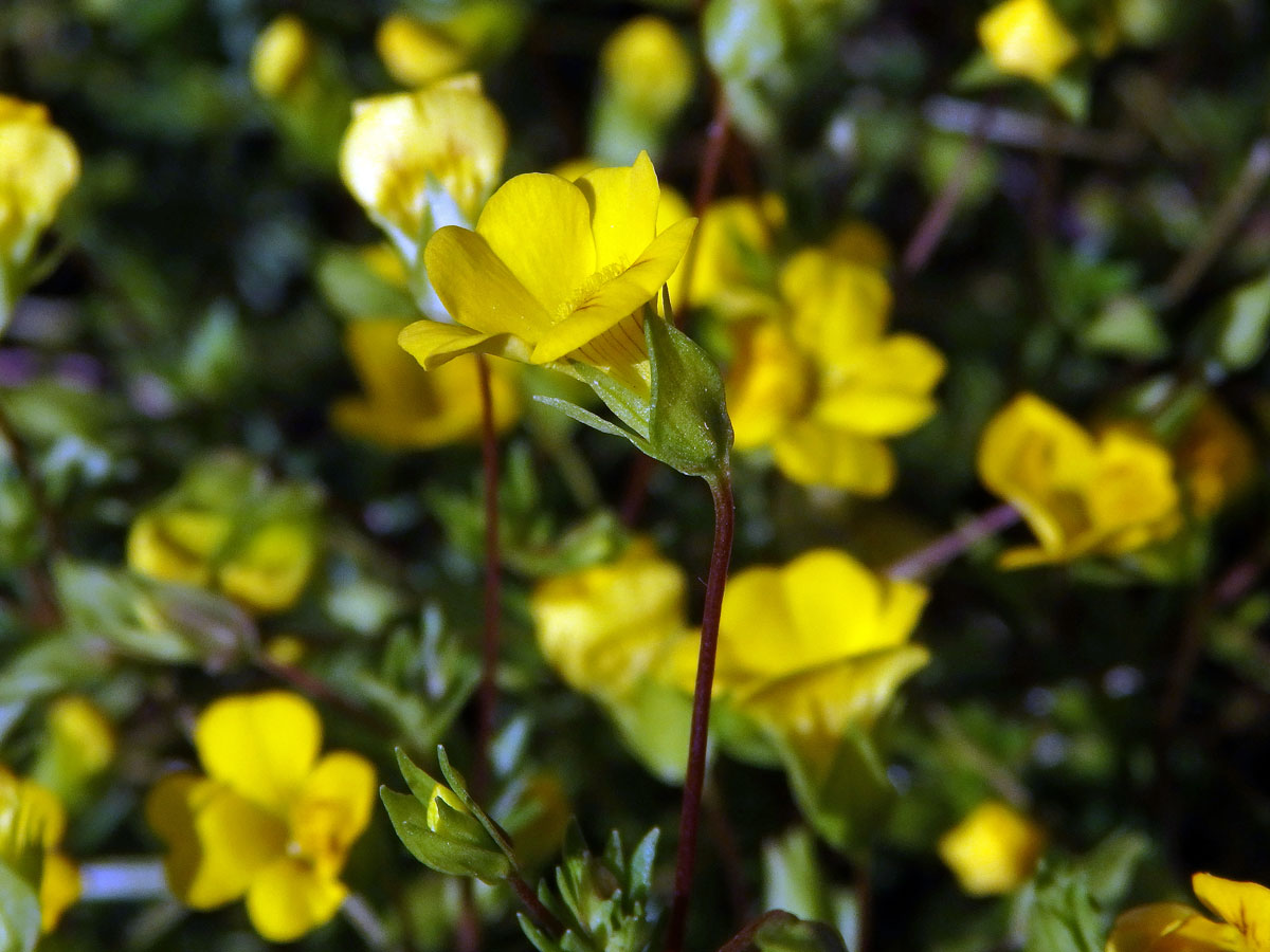 Mecardonia procumbens (Mill.) Small