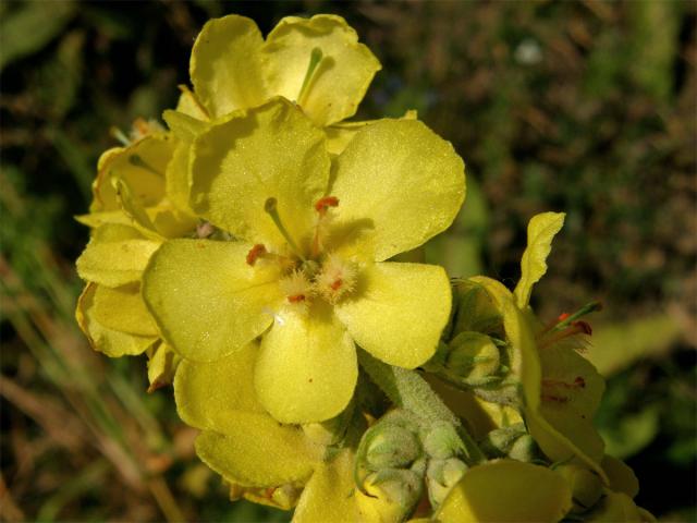 Divizna sápovitá (Verbascum phlomoides L.)