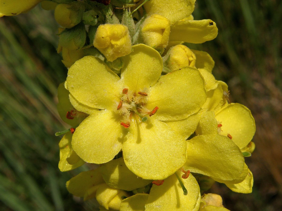 Divizna sápovitá (Verbascum phlomoides L.)