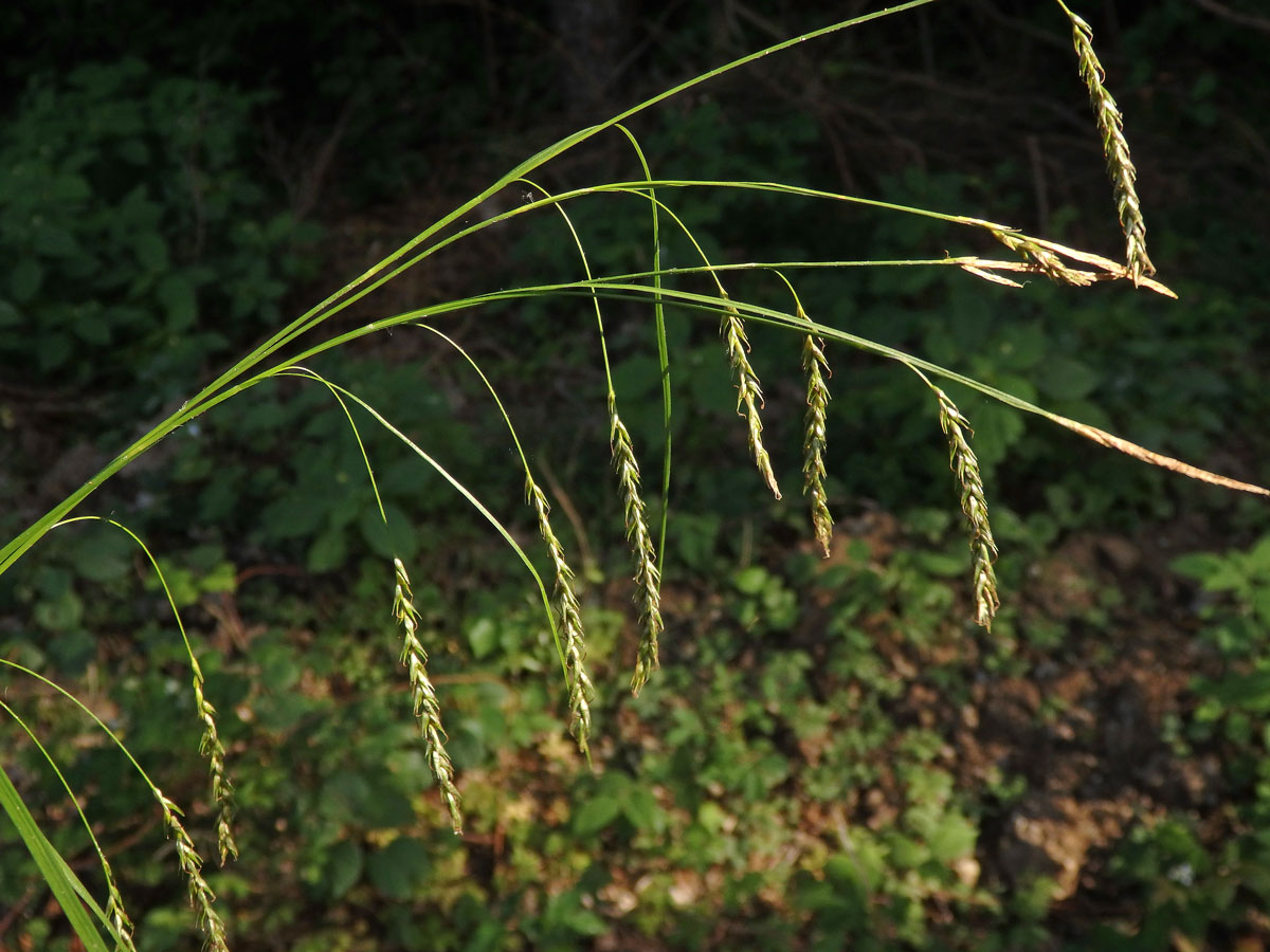 Ostřice lesní (Careex sylvatica Huds.)