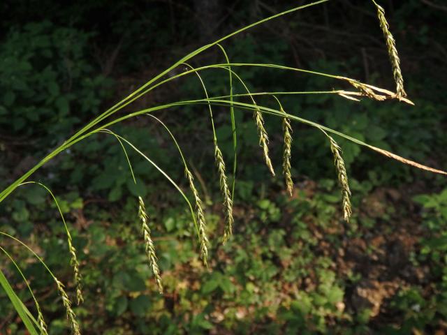 Ostřice lesní (Careex sylvatica Huds.)