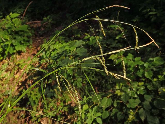 Ostřice lesní (Careex sylvatica Huds.)