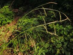 Ostřice lesní (Careex sylvatica Huds.)