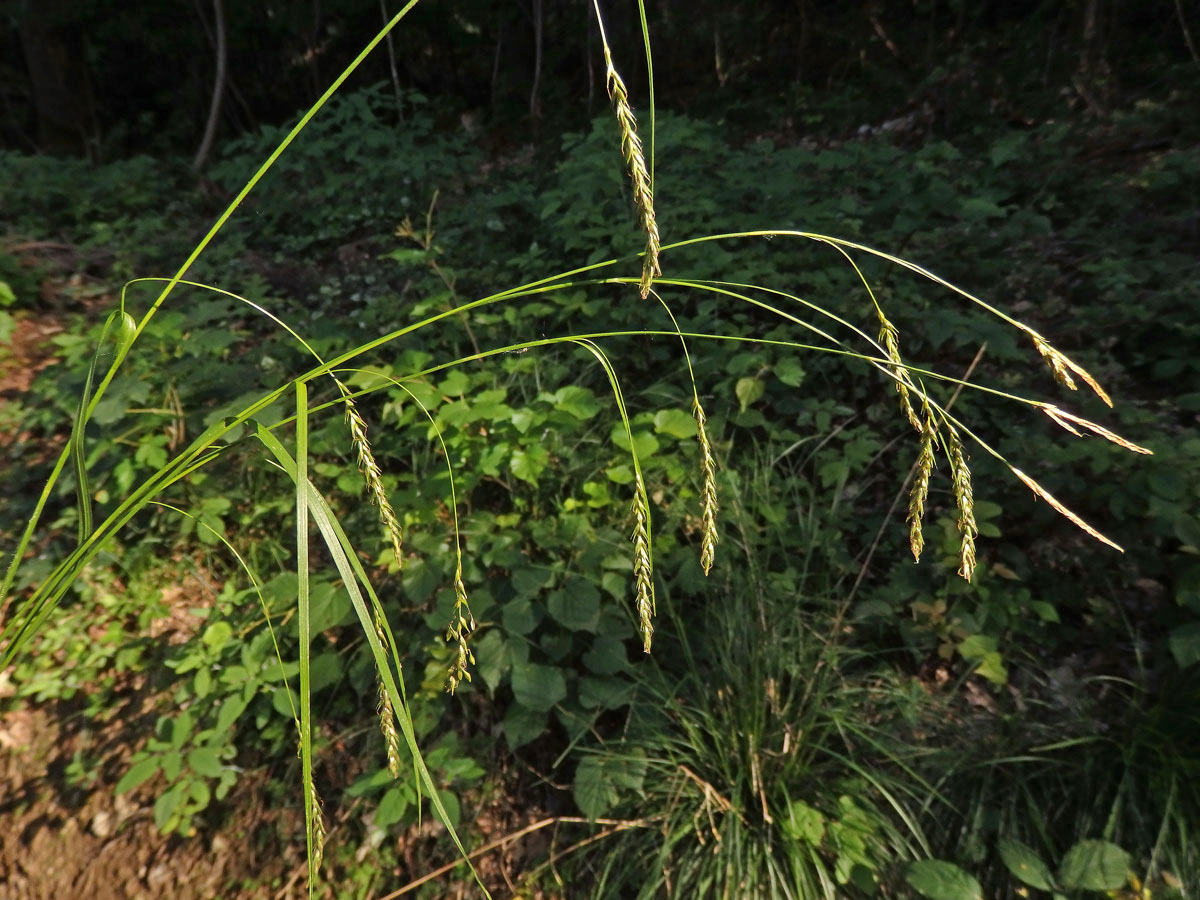 Ostřice lesní (Careex sylvatica Huds.)