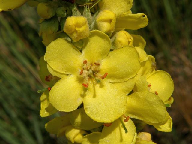 Divizna sápovitá (Verbascum phlomoides L.)