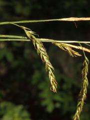 Ostřice lesní (Careex sylvatica Huds.)