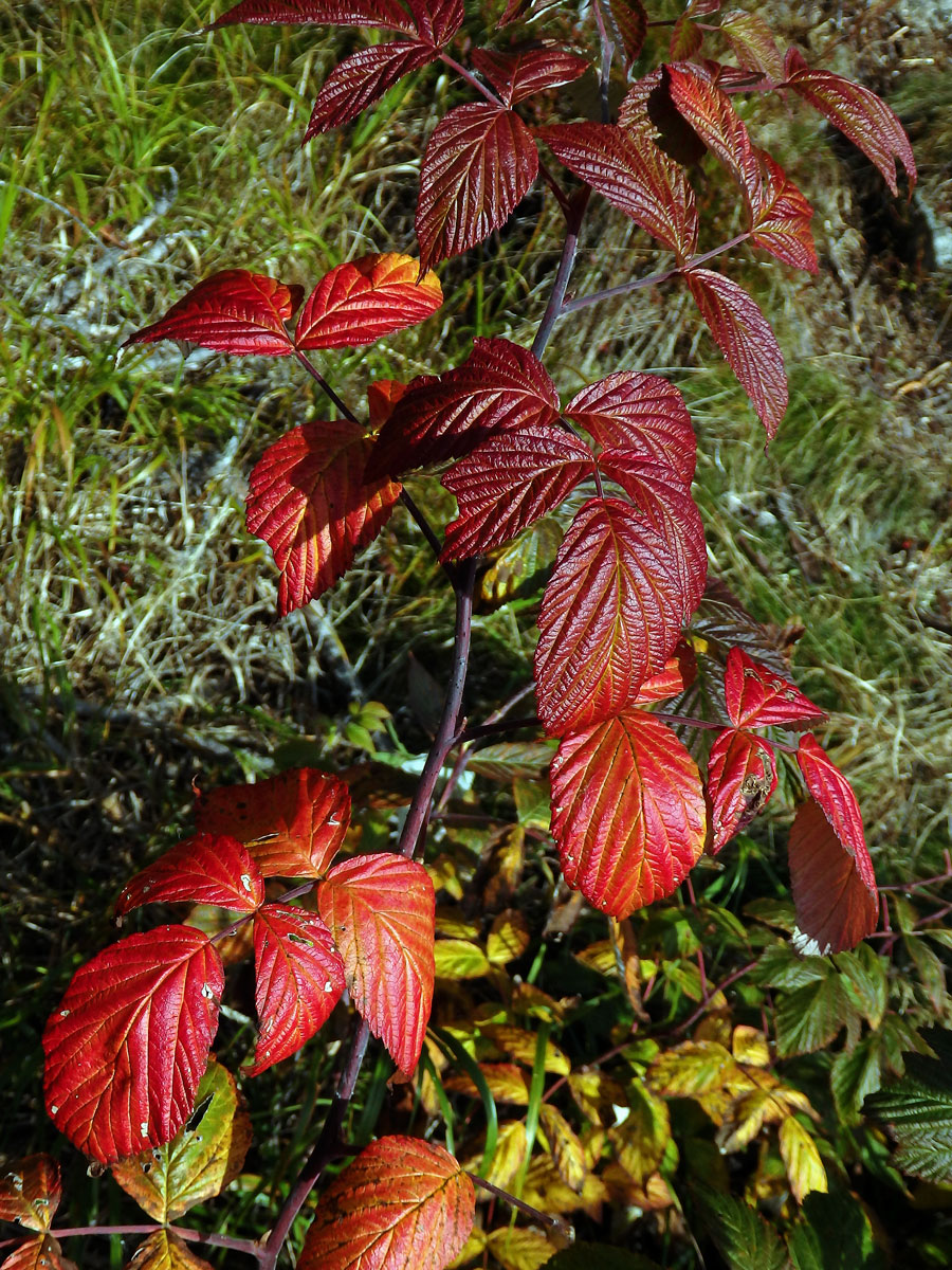 Ostružiník maliník (Rubus idaeus L.)