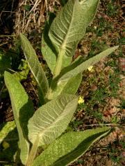 Divizna sápovitá (Verbascum phlomoides L.)