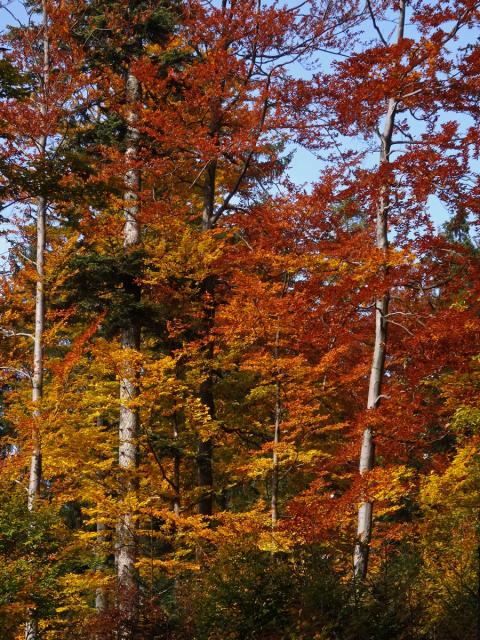 Buk lesní (Fagus sylvatica L.)