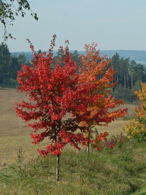 Javor červený (Acer rubrum L.)