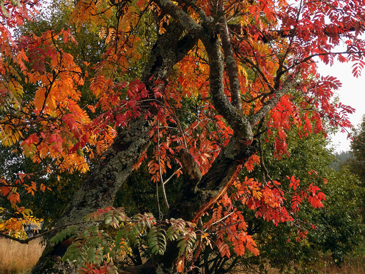 Jeřáb ptačí (Sorbus ancuparia L.)