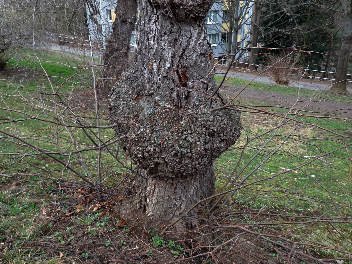 Lípa velkolistá (Tilia platyphyllos Scop.) (54) s nádorem na kmeni