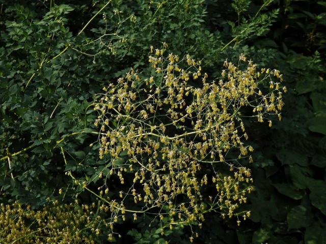 Žluťucha menší (Thalictrum minus L.)