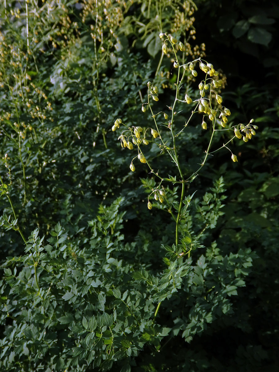 Žluťucha menší (Thalictrum minus L.)