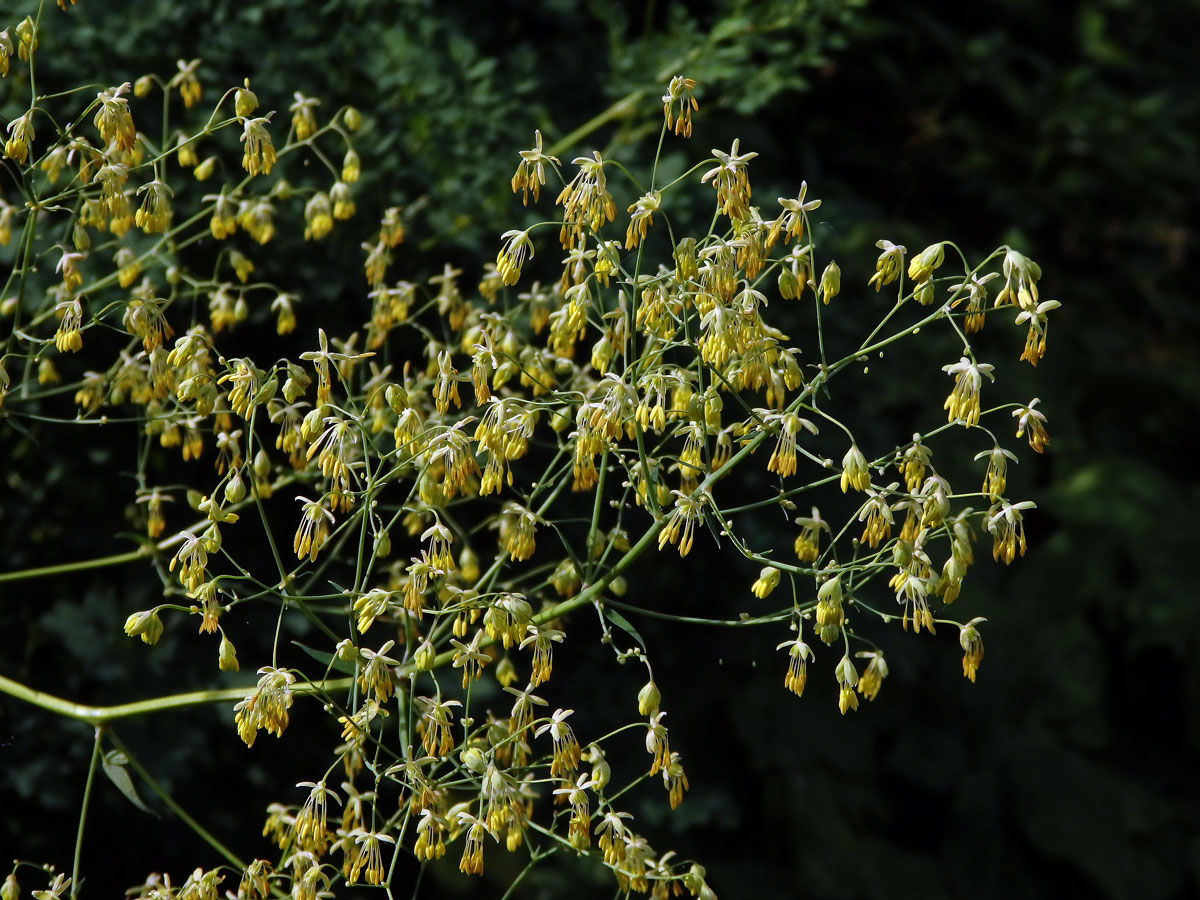 Žluťucha menší (Thalictrum minus L.)